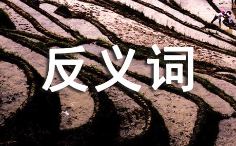 胆怯的反义词有哪些
