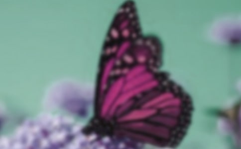 毛毛虫变蝴蝶了作文300字