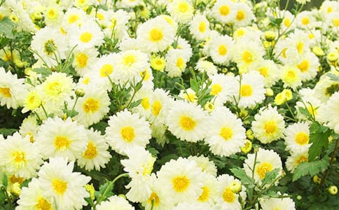 爱上菊花散文