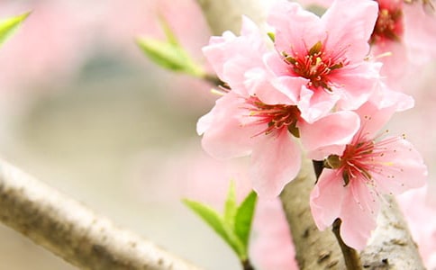 桃花朵朵开歌词