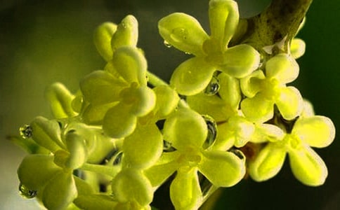 写桂花作文400字