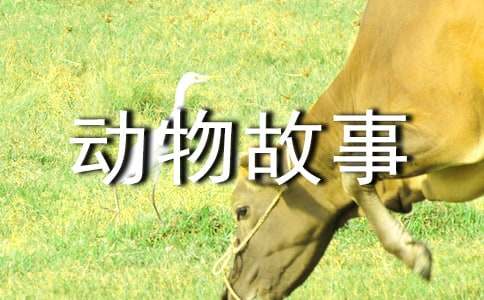 读动物故事有感