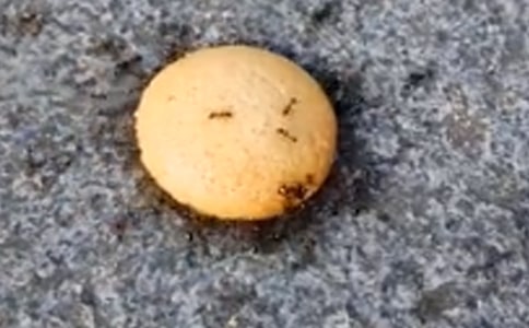 观察蚂蚁作文
