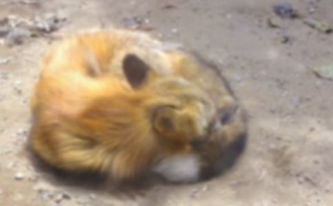 《乌鸦和狐狸》续写作文