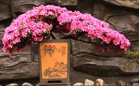 杜鹃花作文