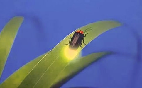《再见萤火虫》的歌词