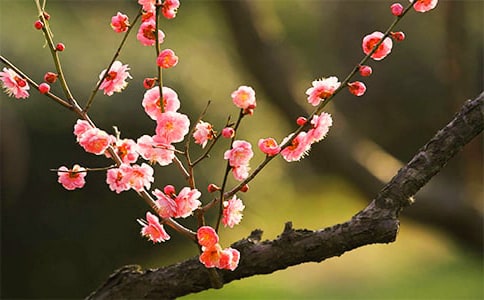 小学生借物喻人的作文：梅花