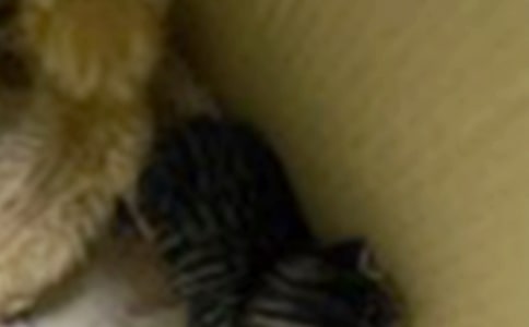 小猫作文300字