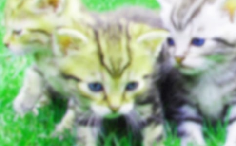 我的小猫作文300字