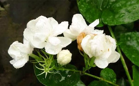 好一朵茉莉花作文
