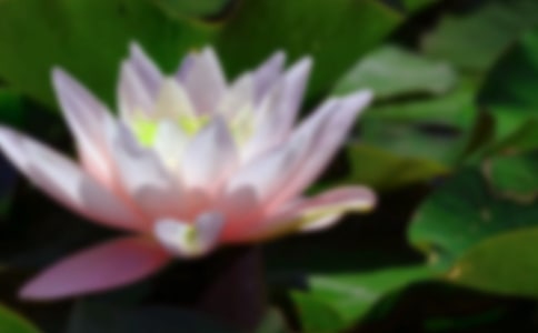 描写荷花的作文600字