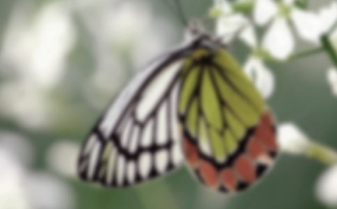 扑蝴蝶小学生作文