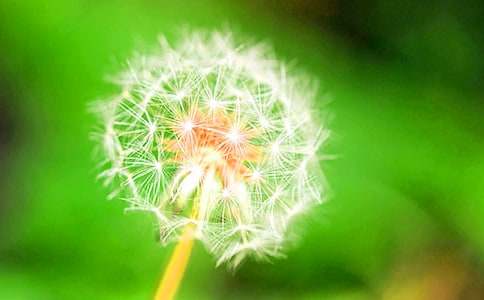读《蔷薇花与蒲公英》有感