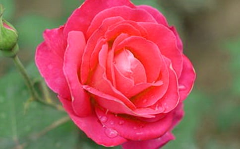 月季花作文