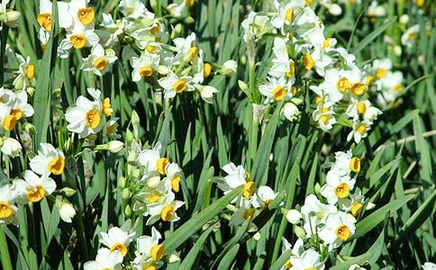 水仙花观察日记