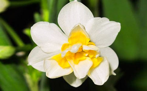 水仙花观察日记