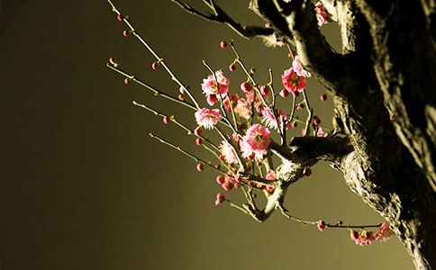写梅花作文