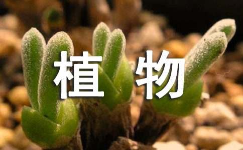 托物言志的植物作文