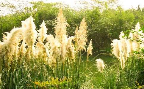 读《芦苇荡》有感
