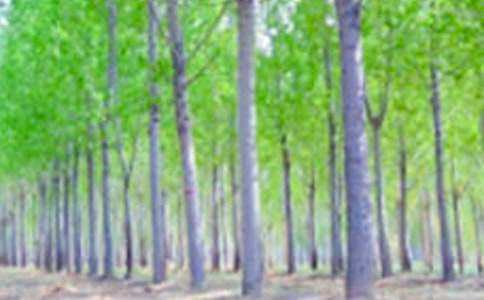 课文《白杨》读后感