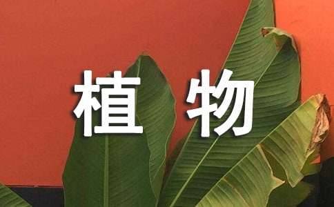 描写植物的好句