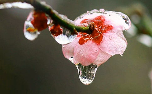 宝剑锋从磨砺出梅花香自苦寒来的意思