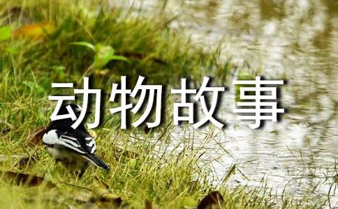 《西顿动物故事集》读后感