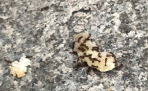 读《小蚂蚁学本领》有感