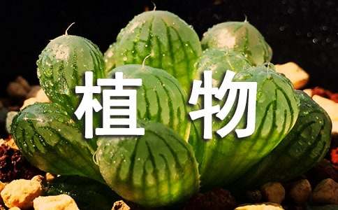 读《趣味植物小百科》有感