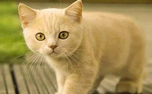 小猫小学生作文500字