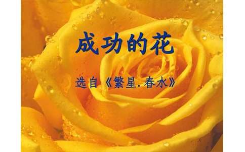 读《成功的花》有感