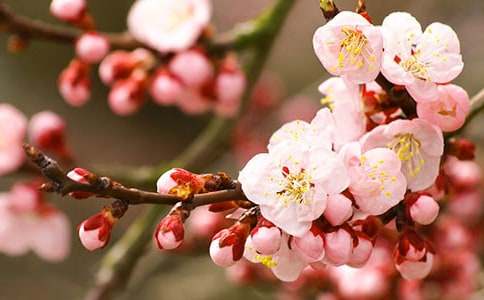 《桃花心木》读后感