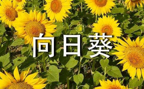 向日葵看不到太阳也会开放励志文章