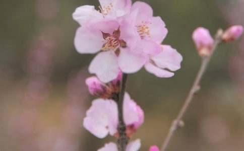 《完美花朵》读后感