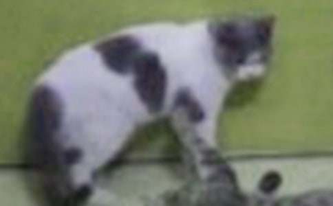 《小猫出生在秘密山洞》读后感