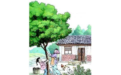 读《桂花雨》有感