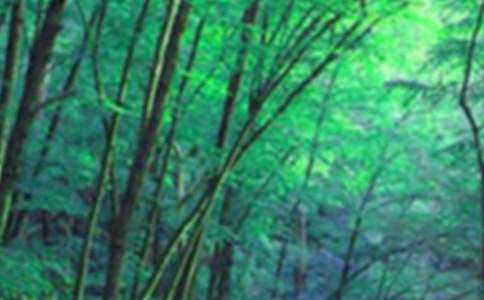 读《挪威的森林》有感